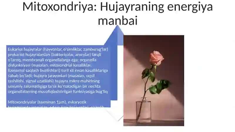 Hujayra nazariyasi hujayra organoidlarining hujayra hayot faoliyatidagi o'rni 4