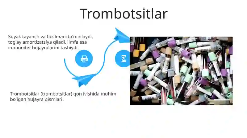 Leykotsitlar 4
