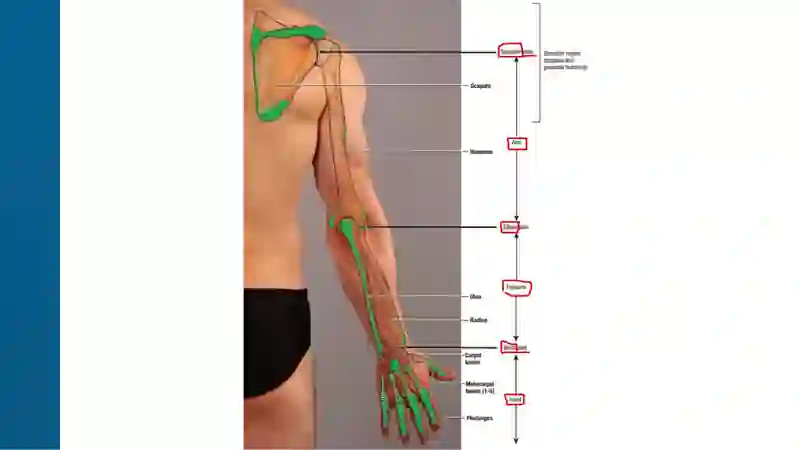 Thorax Anatomy 4