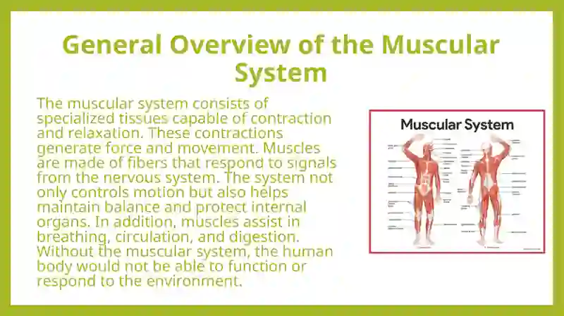 Muscular System of a Human Being 4
