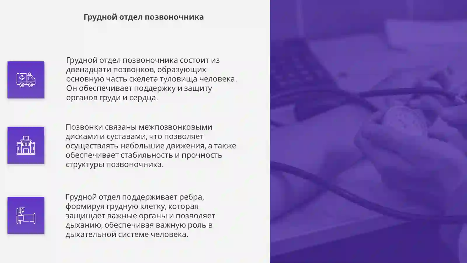 Скелет туловища 4