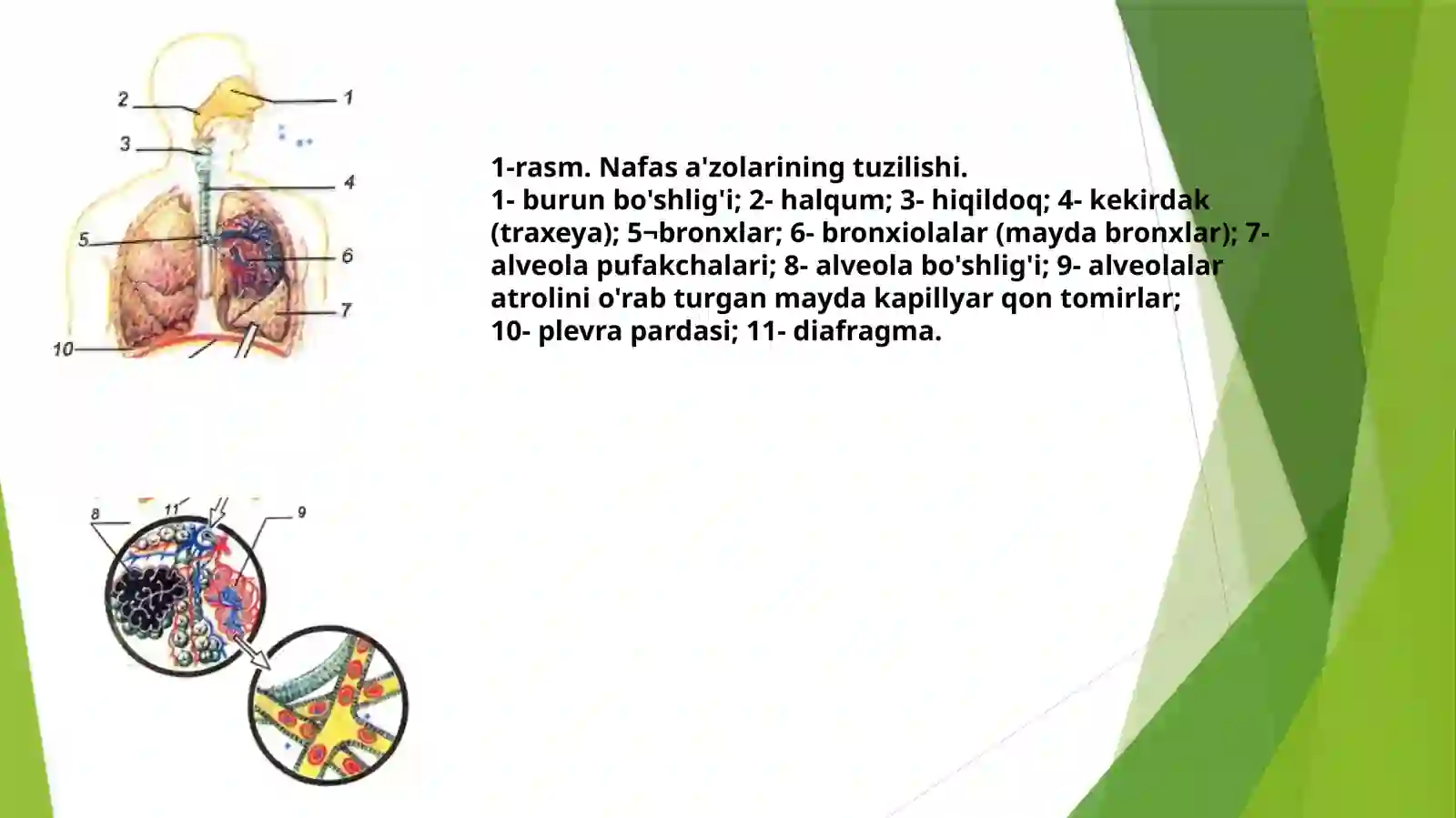 Nafas olish gigiyenasi 4