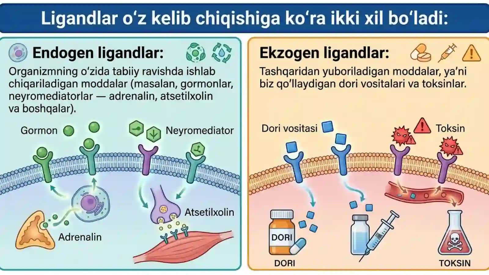 Farmakodinamika. Retseptorlar. 4