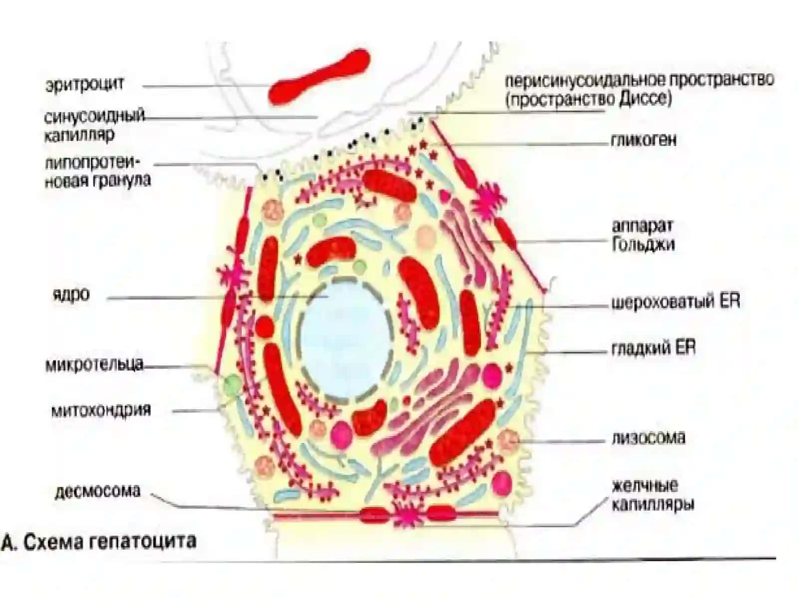 Жигар биохимияси 4