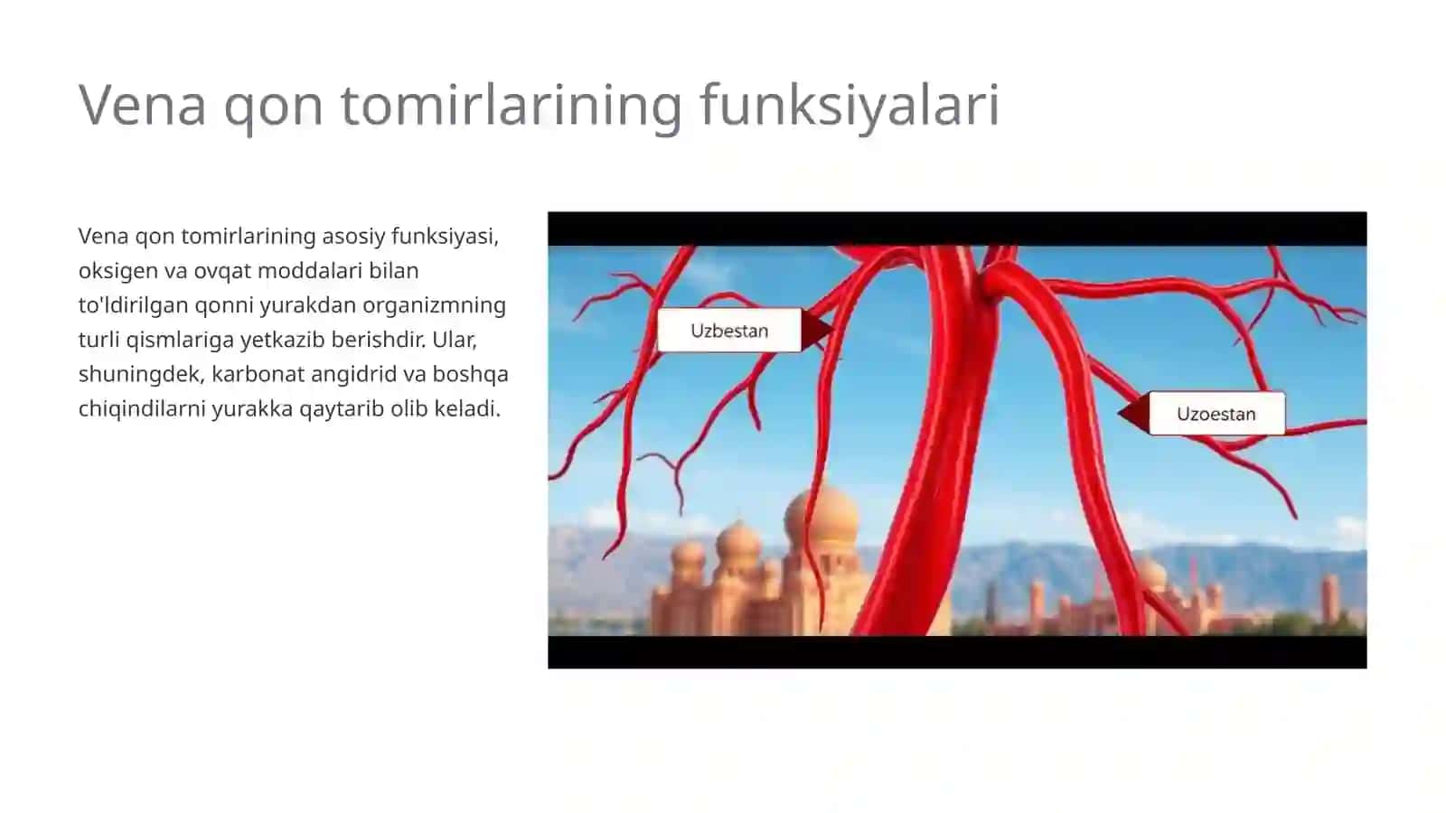 Vena qon tomirlarini ahamiyati 4