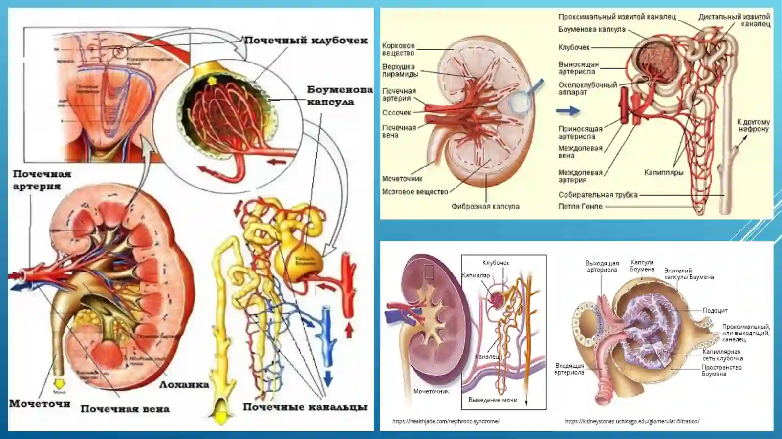 GLOMERULONEFRITLAR 4