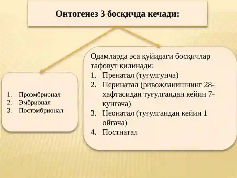 Онтогенез –организмларнингиндивидуалривожланиши. Регенерация, трансплантациявагомеостаз. 4