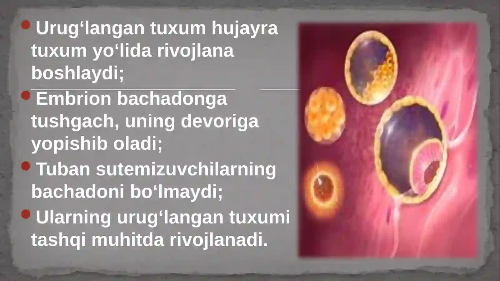 Umurtqalihayvonlarning ko’payish biologiyasi va rivojlanishi 4