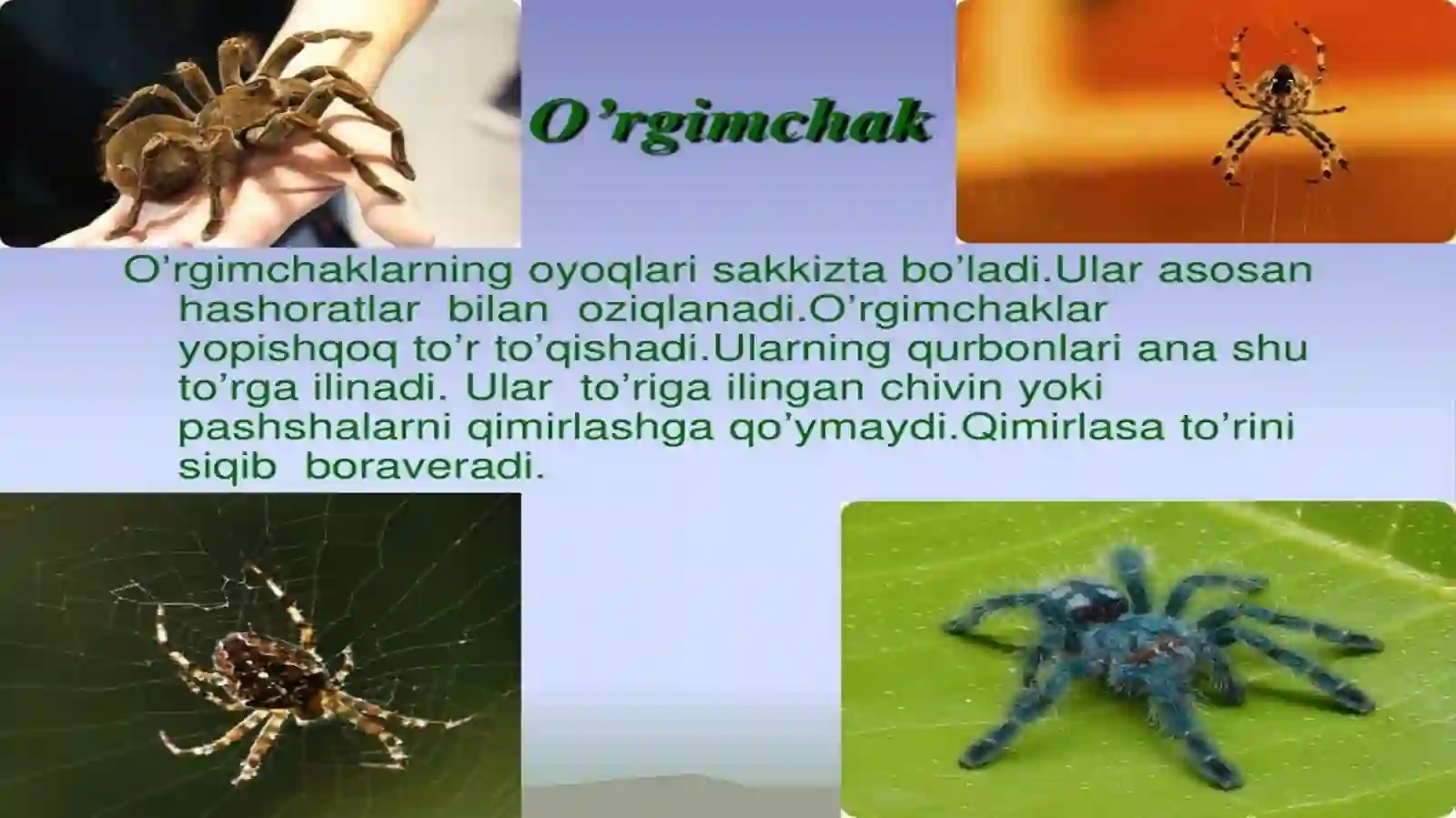 O’rgimchaksimonlar sinfi 4