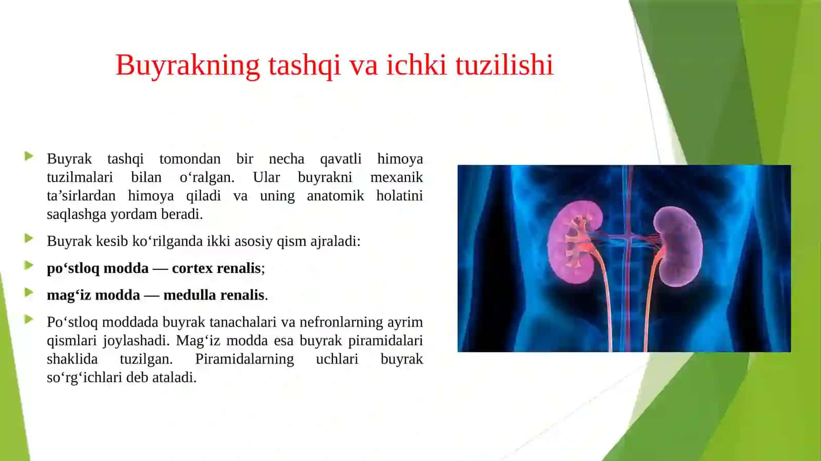 Buyrak anatomiyasi. Pielonefrit — buyrak jomi va buyrak to‘qimasining yallig‘lanishi. 4