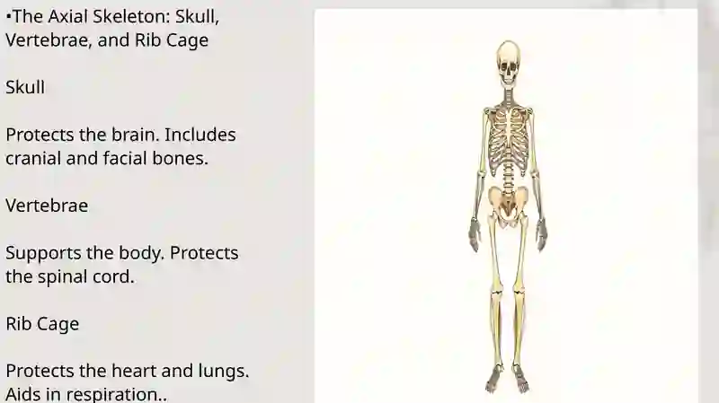 The Skeleton: A Framework of Life 4
