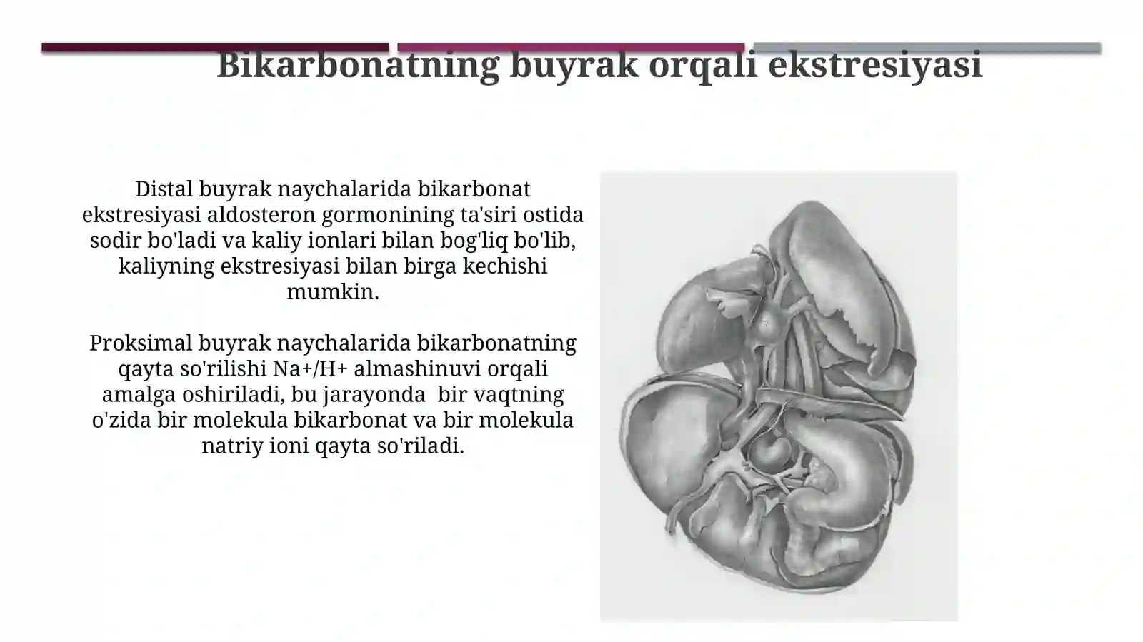 Buyraklarning Kaltsiy, Fosfor va Bikarbonat Almashinuvidagi Ahamiyati 4