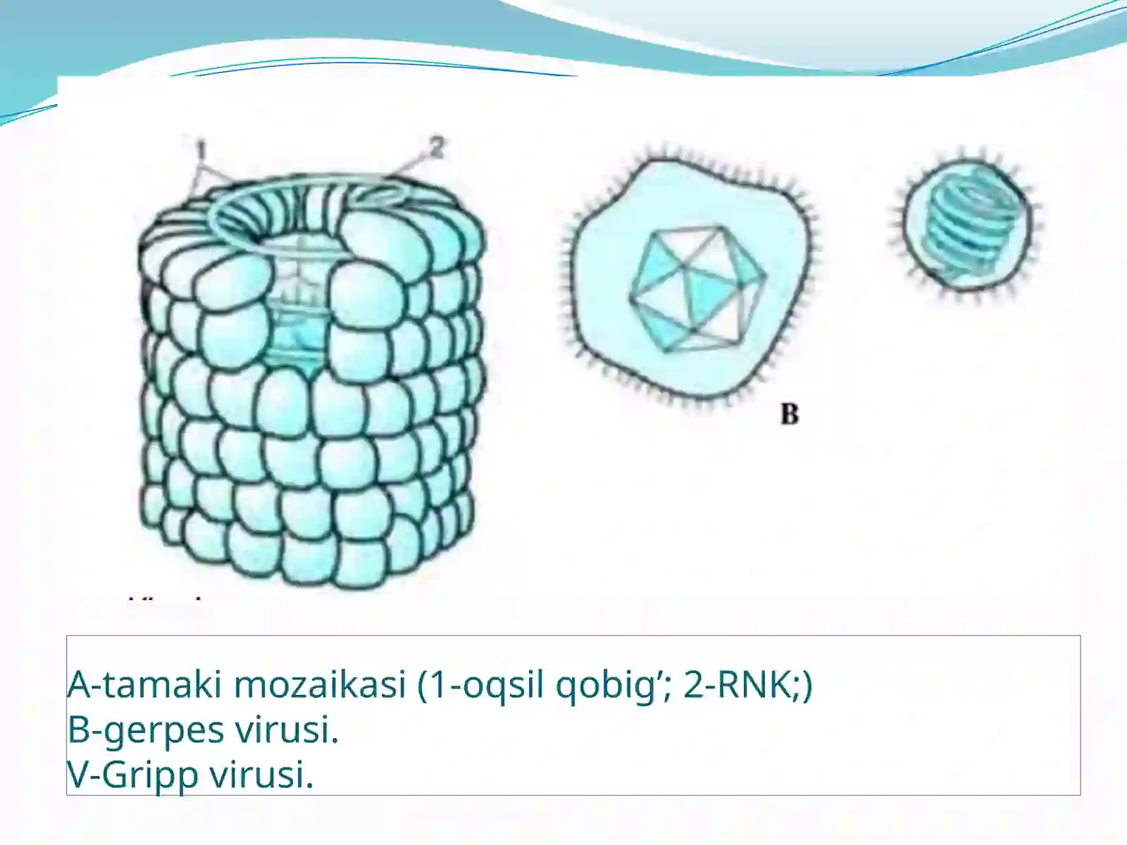 Gepatit viruslari 4