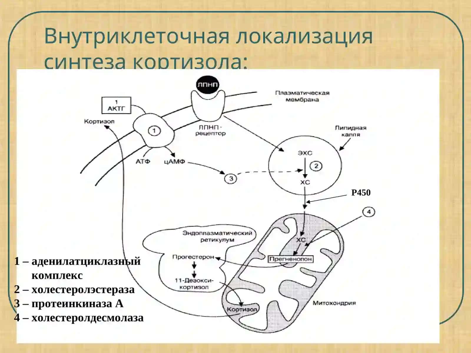 Гормоны коры надпочечников: глюкокортикоиды и минералкортикоиды 4