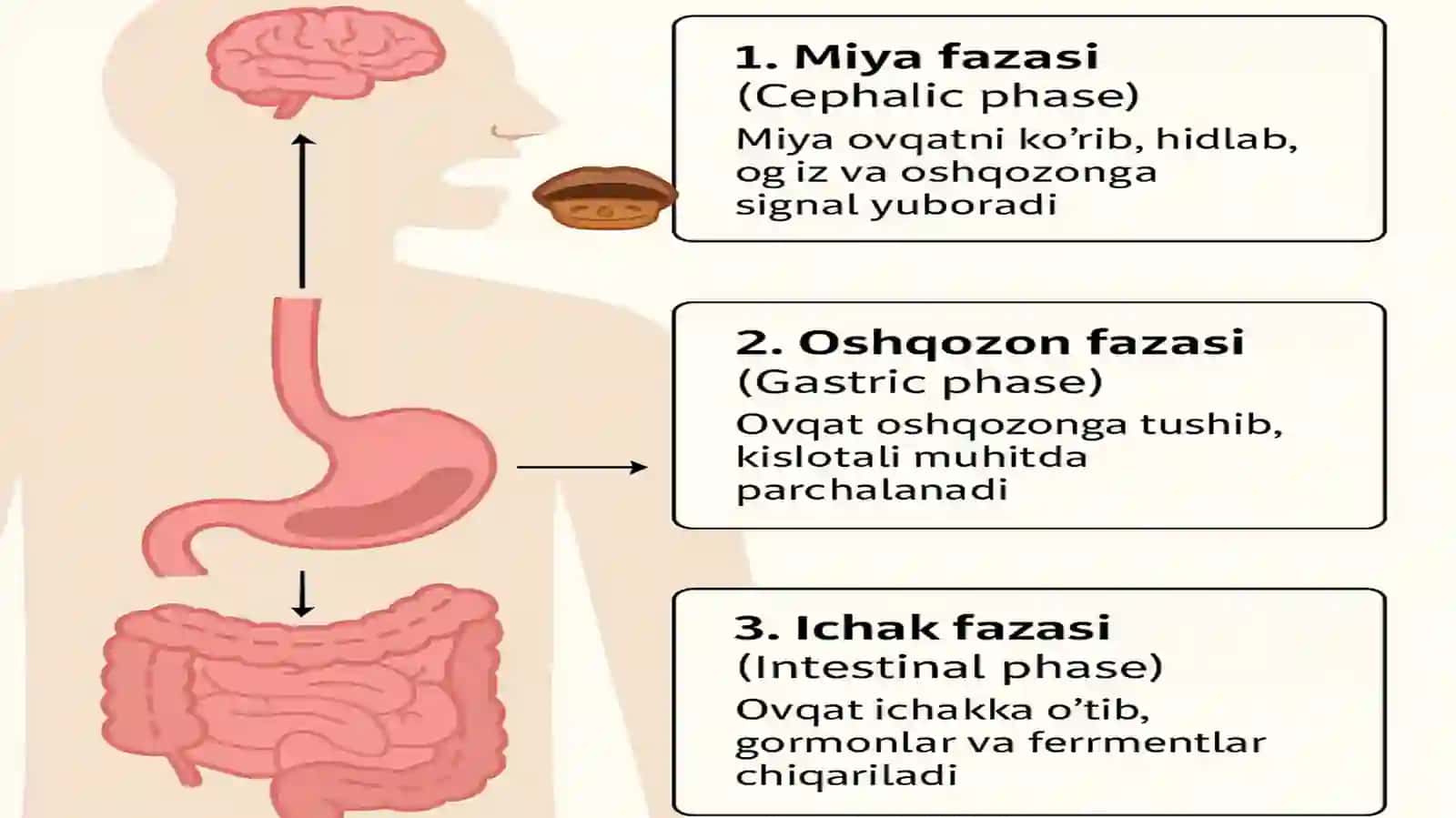 Oshqozonda ovqat hazm bo`lishi miya, oshqozon va ichak fazalari. 4