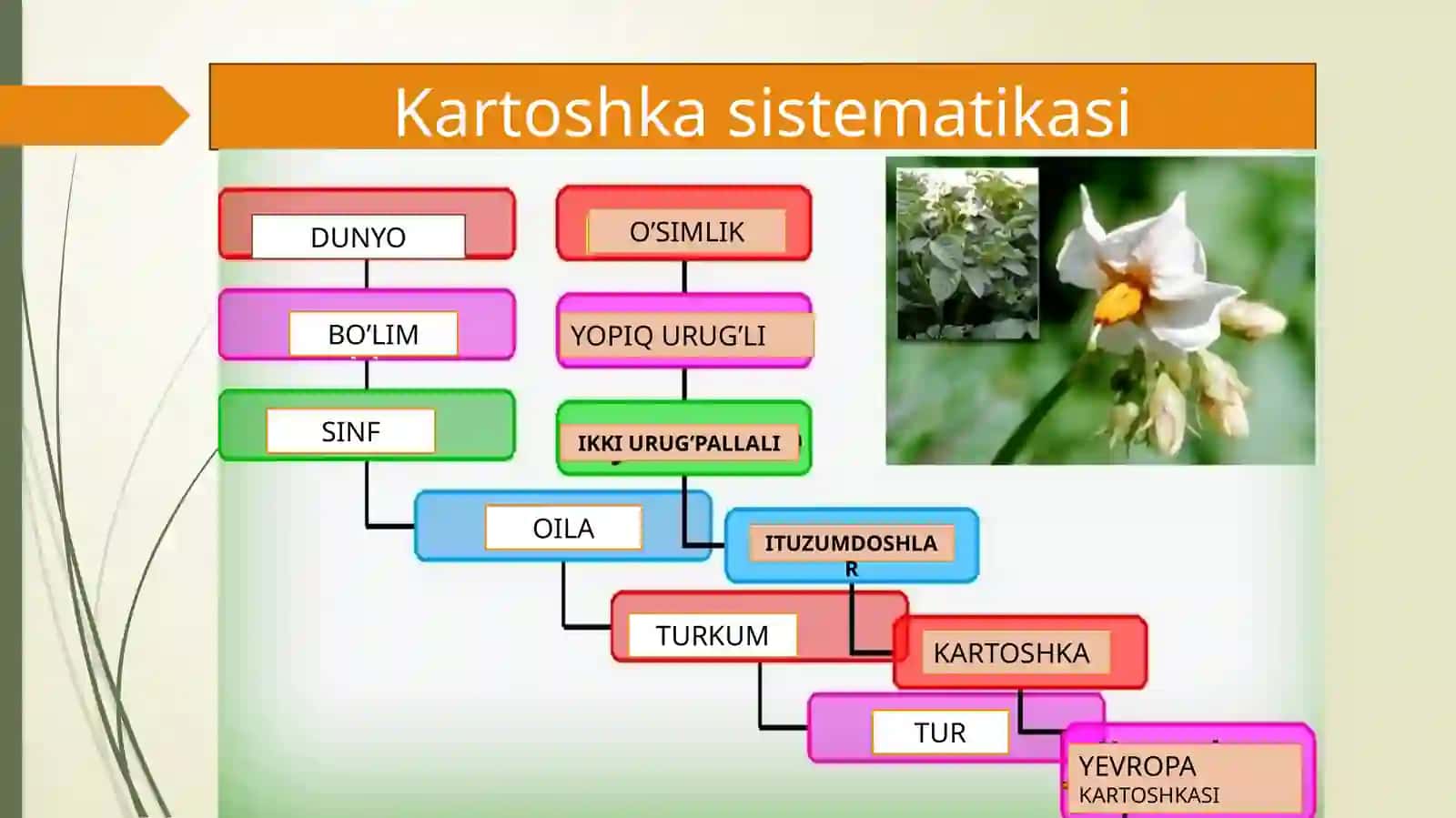 Tirik organizmlar klassifikatsiyasi 4