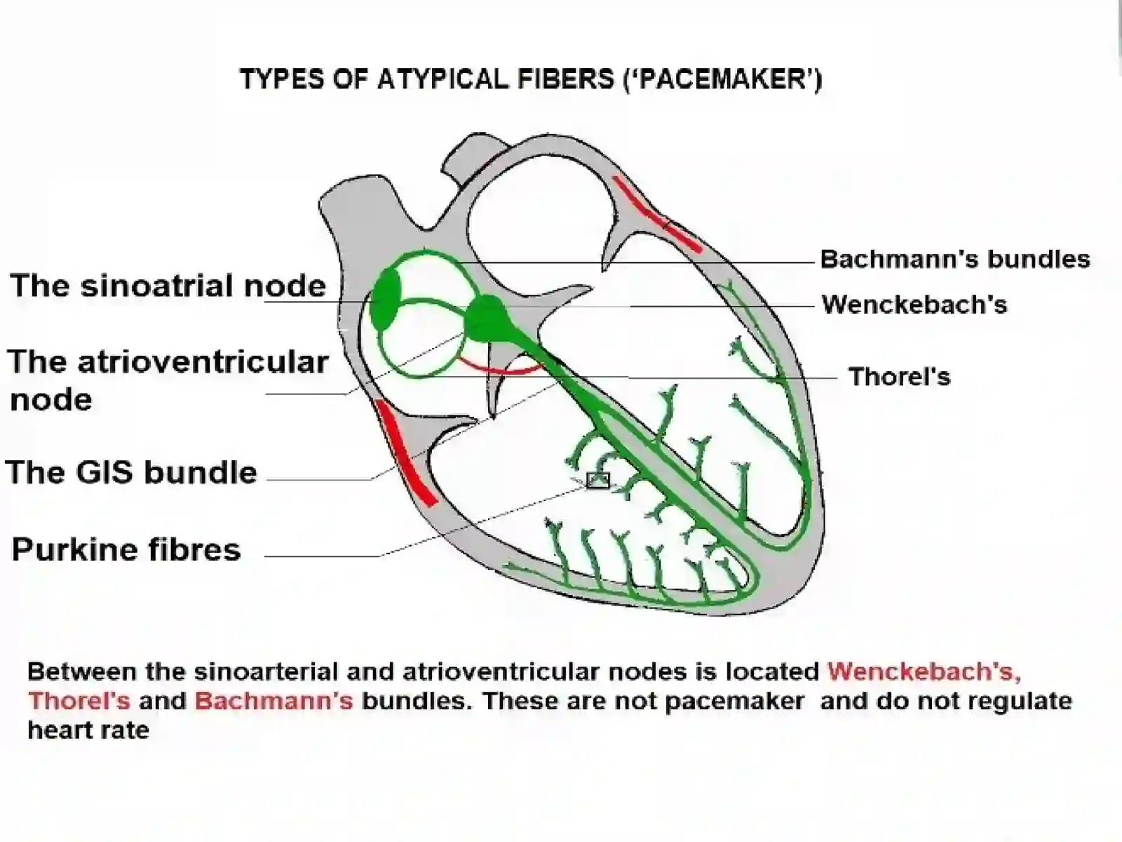 METHODS OF HEART FUNCTION TESTING 4