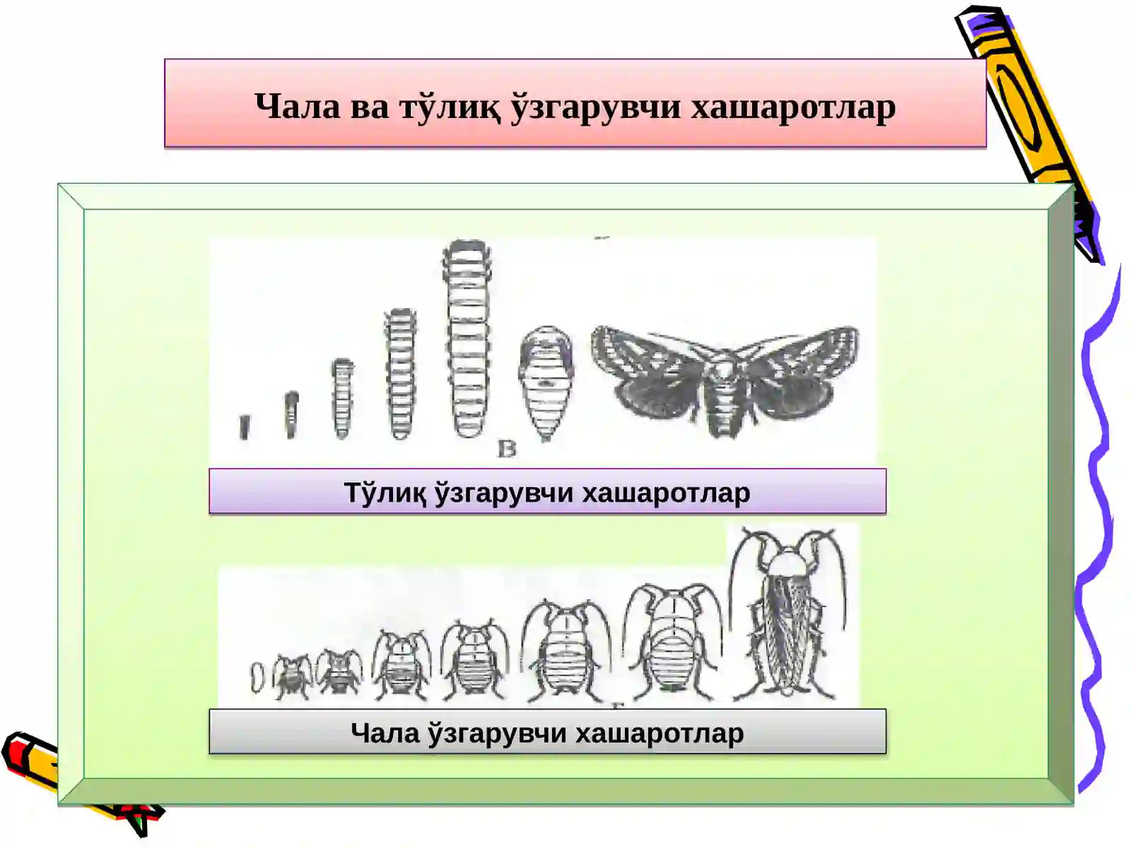 ҲАШАРОТЛАРНИНГ БИОЛОГИЯСИ, ЭКОЛОГИЯСИ ВА СИСТЕМАТИКАСИ 4