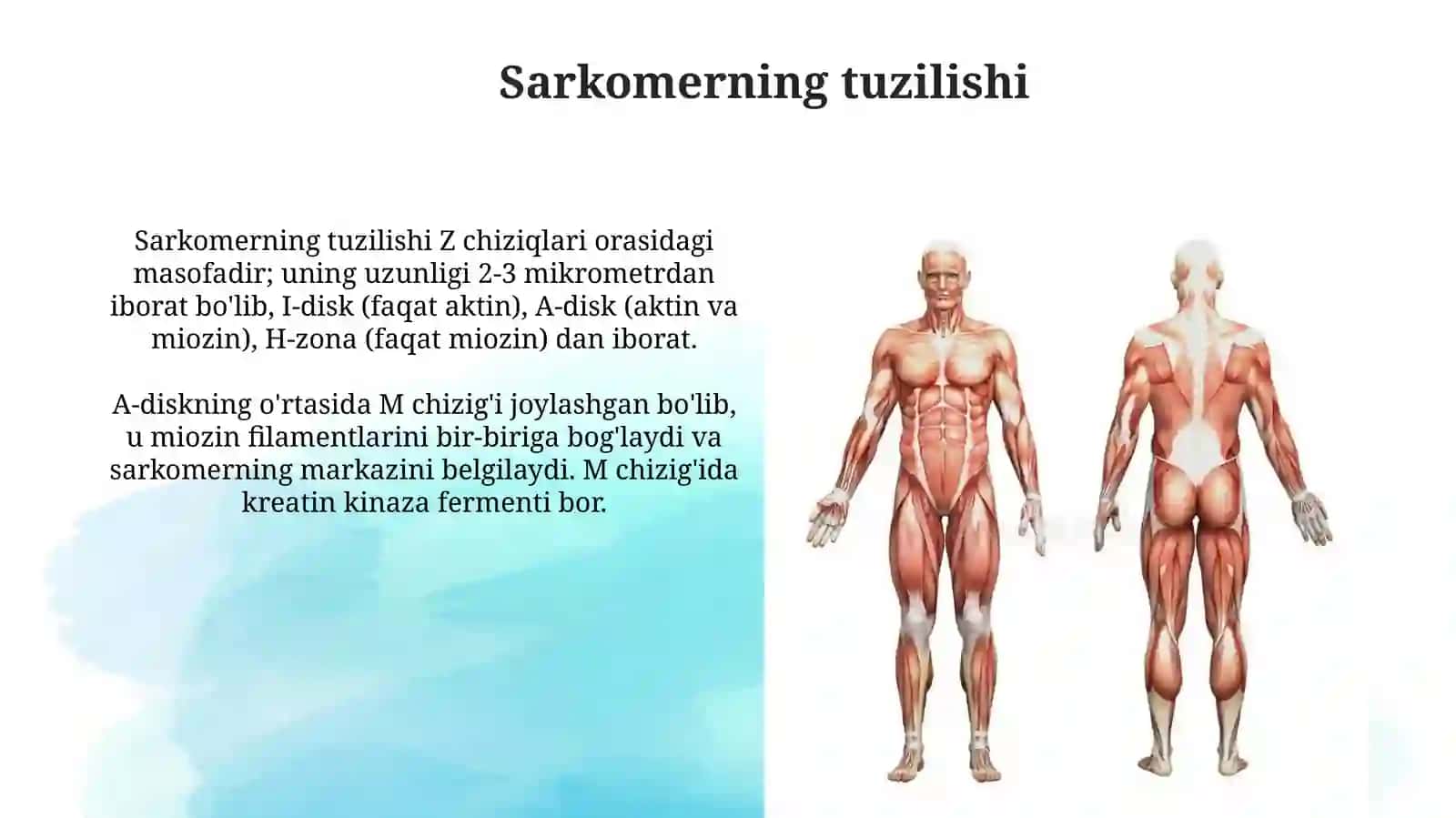 Mushak qisqarish mexanizmining morfologikasoslari 4