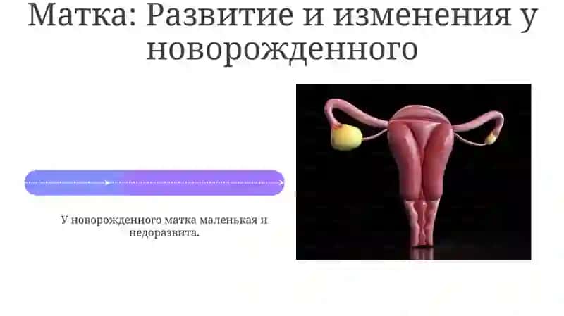 Женская половая система, яичник, матка, матка у новоржденного 4
