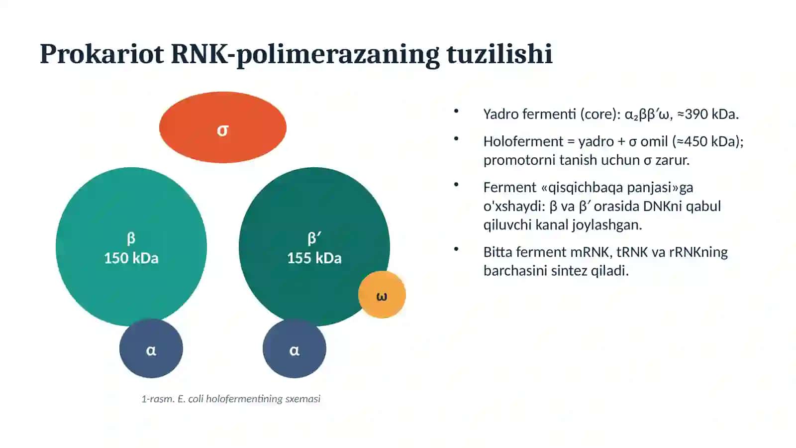 RNK_polimeraza_taqdimot 4