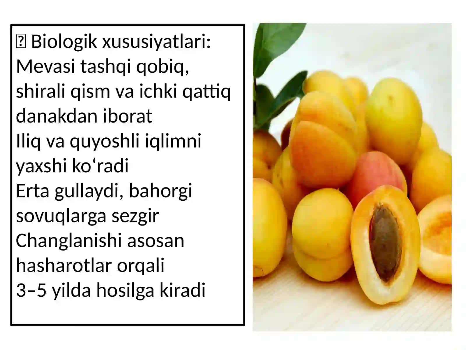 Danak mevali ekinlarning asosiy zararkunandalari va ularga qarshi kurashish usullari 4