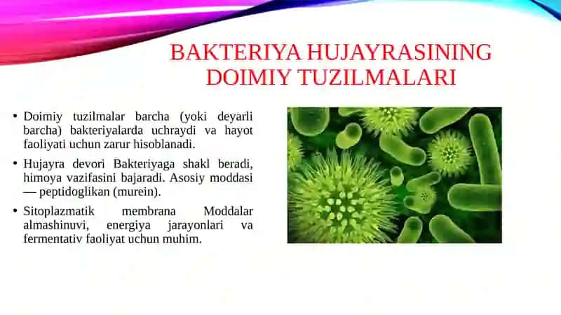 Bakteriya hujayralarining tuzilishi,doimiy bo'lgan va doimiy bo'lmagan bakterya tuzilmalari,kimyoviy tarkibi,Gramm musbat Va Gramm manfiy bakteriyalarni tuzilishi 4