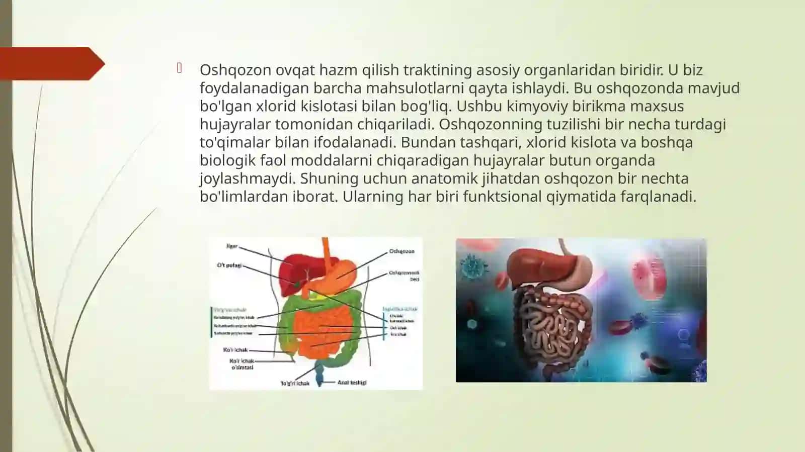Hazm qilish faoliyati 4