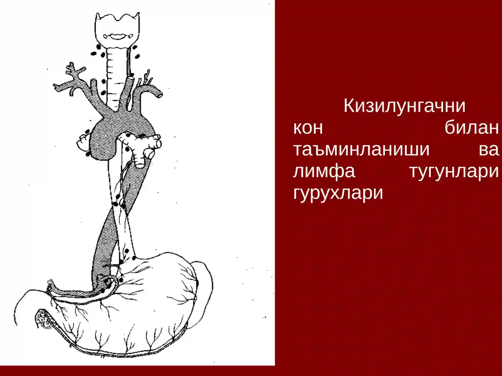 Кизилунгач саратони 4