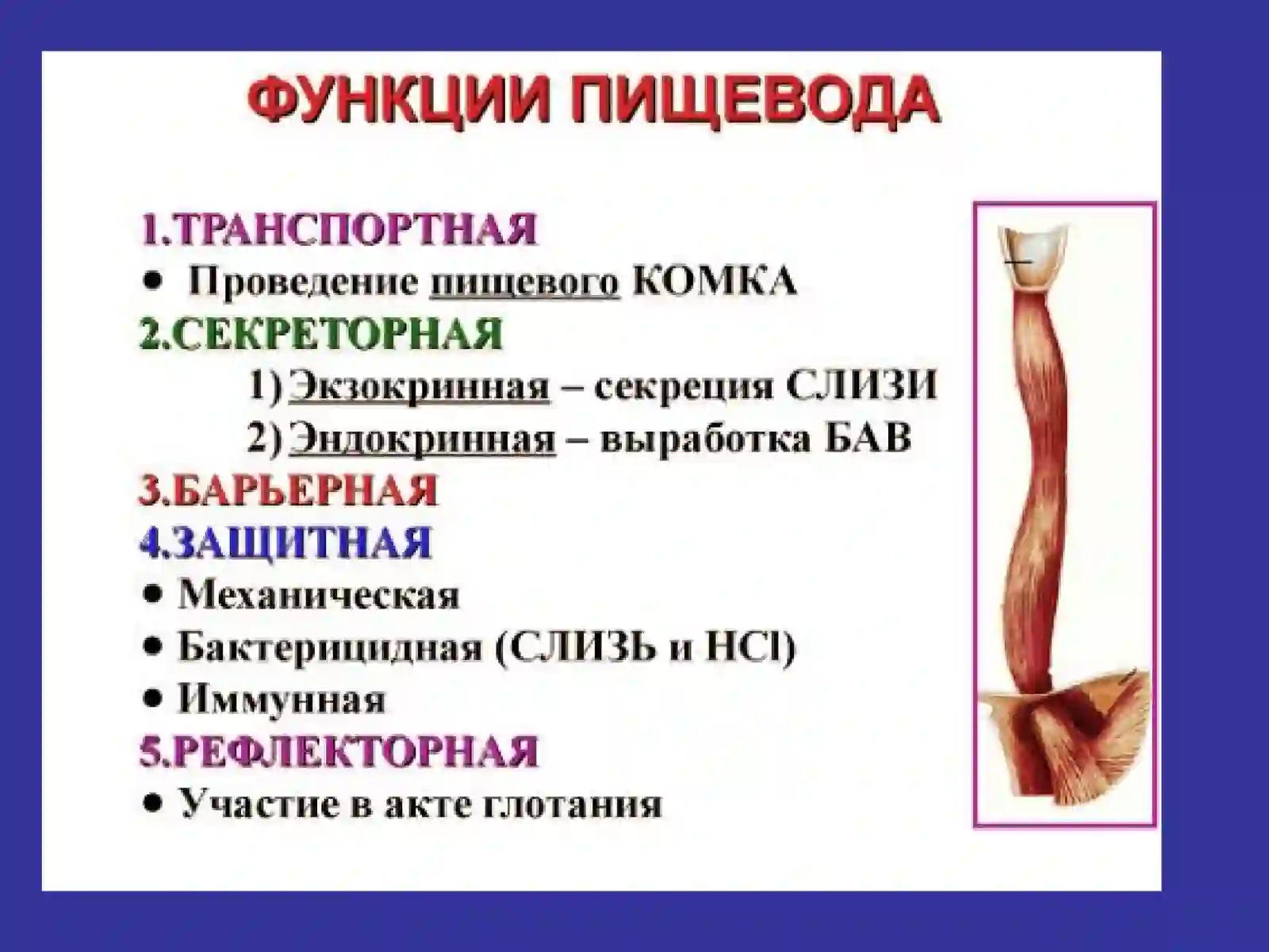 Рак пищевода 4