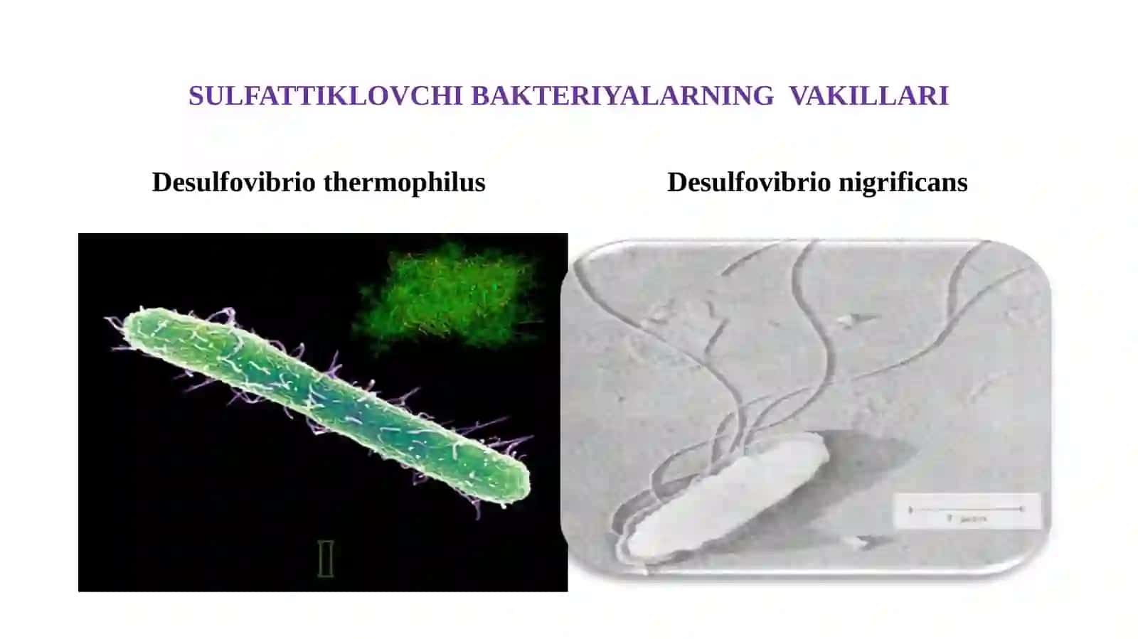 BAKTERIYA VA ZAMBURUG‘LAR – BIOZARARLASH MANBALARI 4