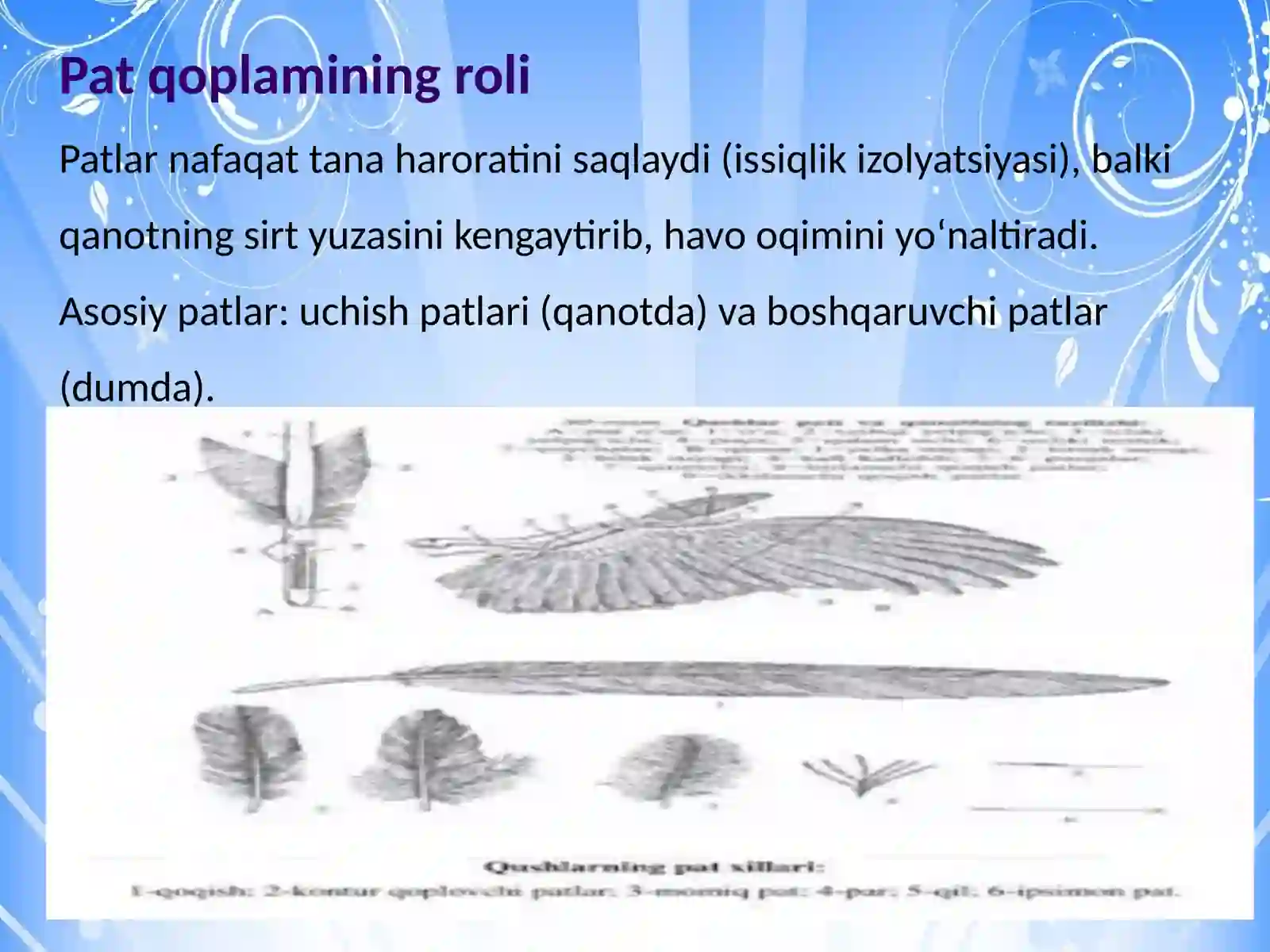 Qushlarning uchishga moslanish belgilari, uchish xillari 4