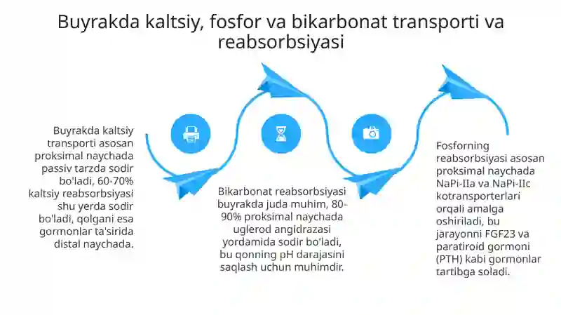 Buyrakning kalsiy, fosfor va bikarbonat almashinuvi 4