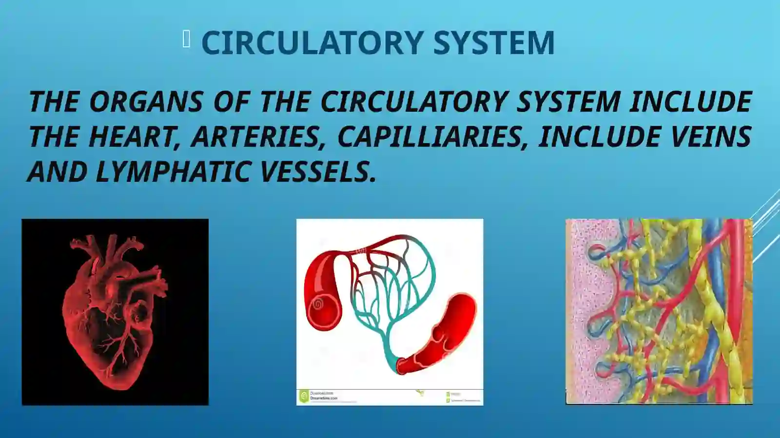 HEART AND A VASCULAR SYSTEM 4