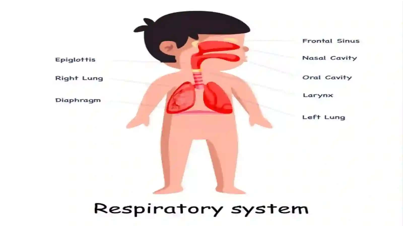 Bolalarda yuqori nafas yo'lining anatomik fiziologik xususiyatlari 4