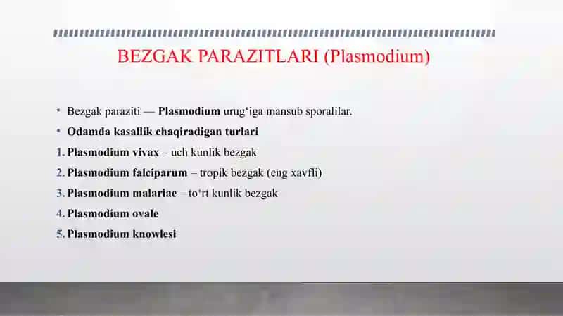 SPORALILAR ODAM PARAZITLARI BEZGAK PARAZITLARI TOKSOPLAZMA ICHAK PARAZITLARI ICHBURUG' AMYOBASI ICHAK BALANTIDIYASI 4