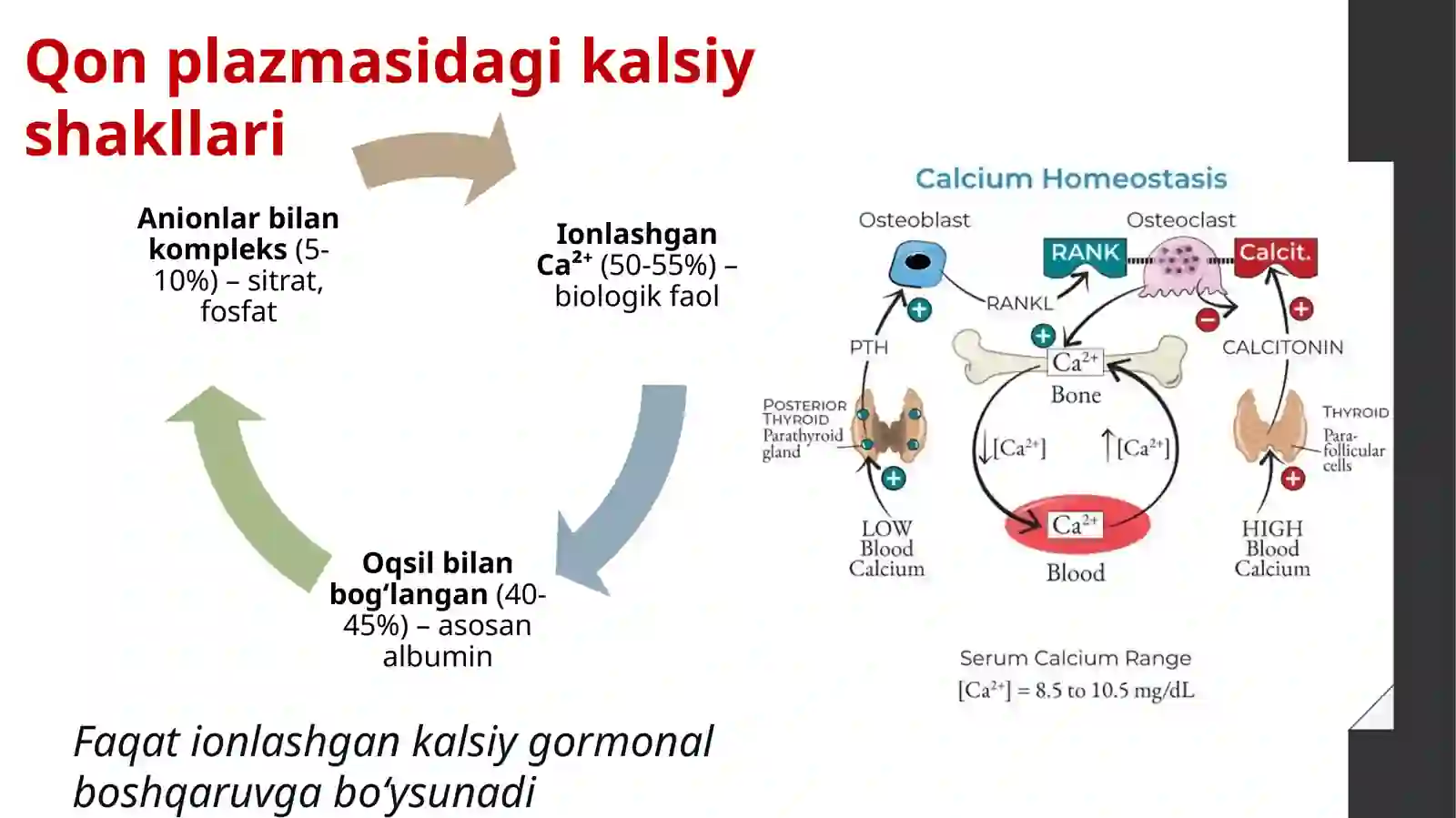 Kalsiy fosfat almashinuvi 4