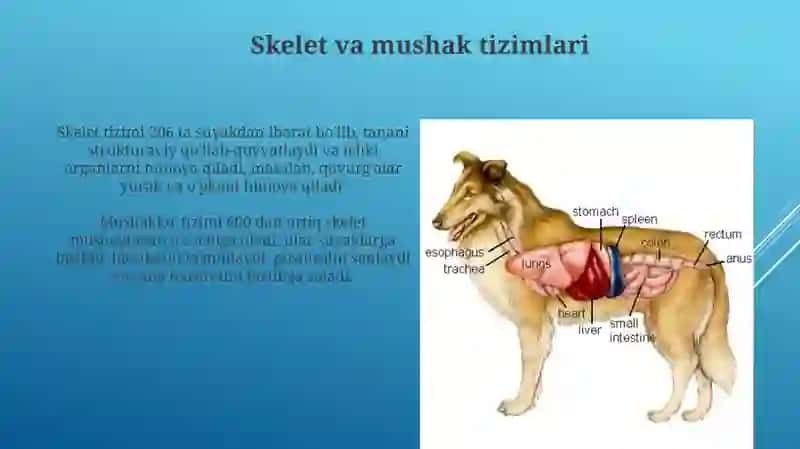 Hayvonlar anatomiyasi va fiziologiyasi 4