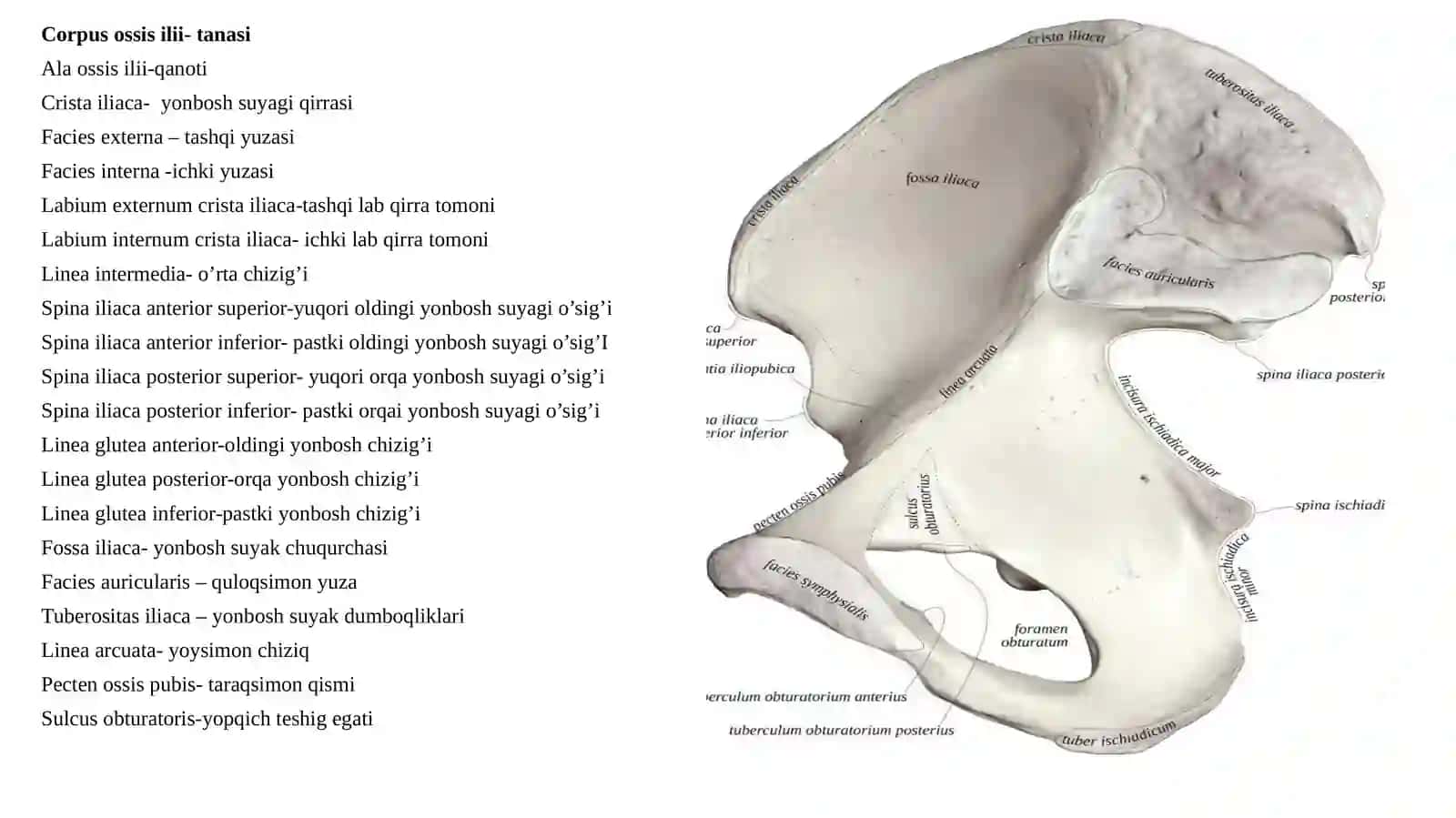 Oyoqningkamarvaerkinsuyaklari 4