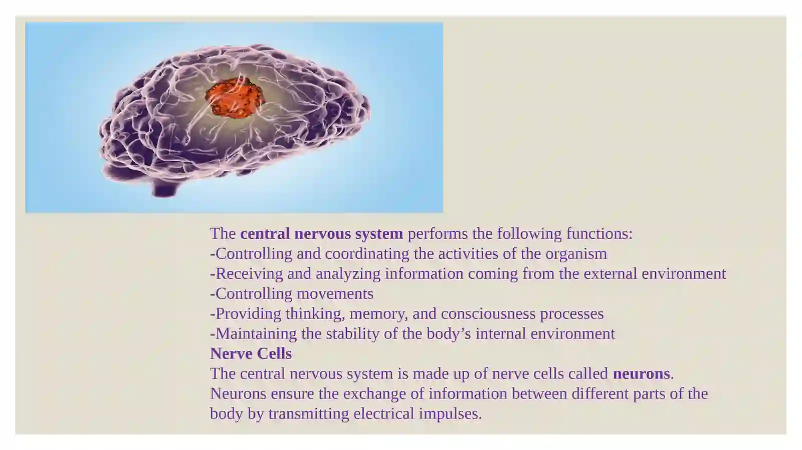 The central nervous system 4
