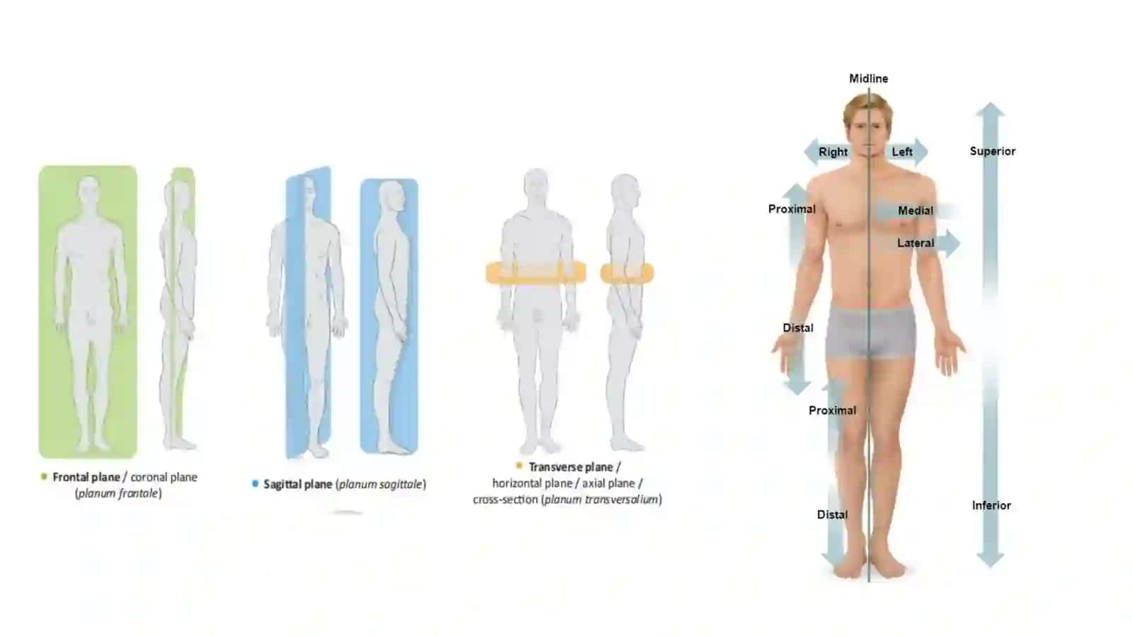Anatomiya va Osteologiya 4