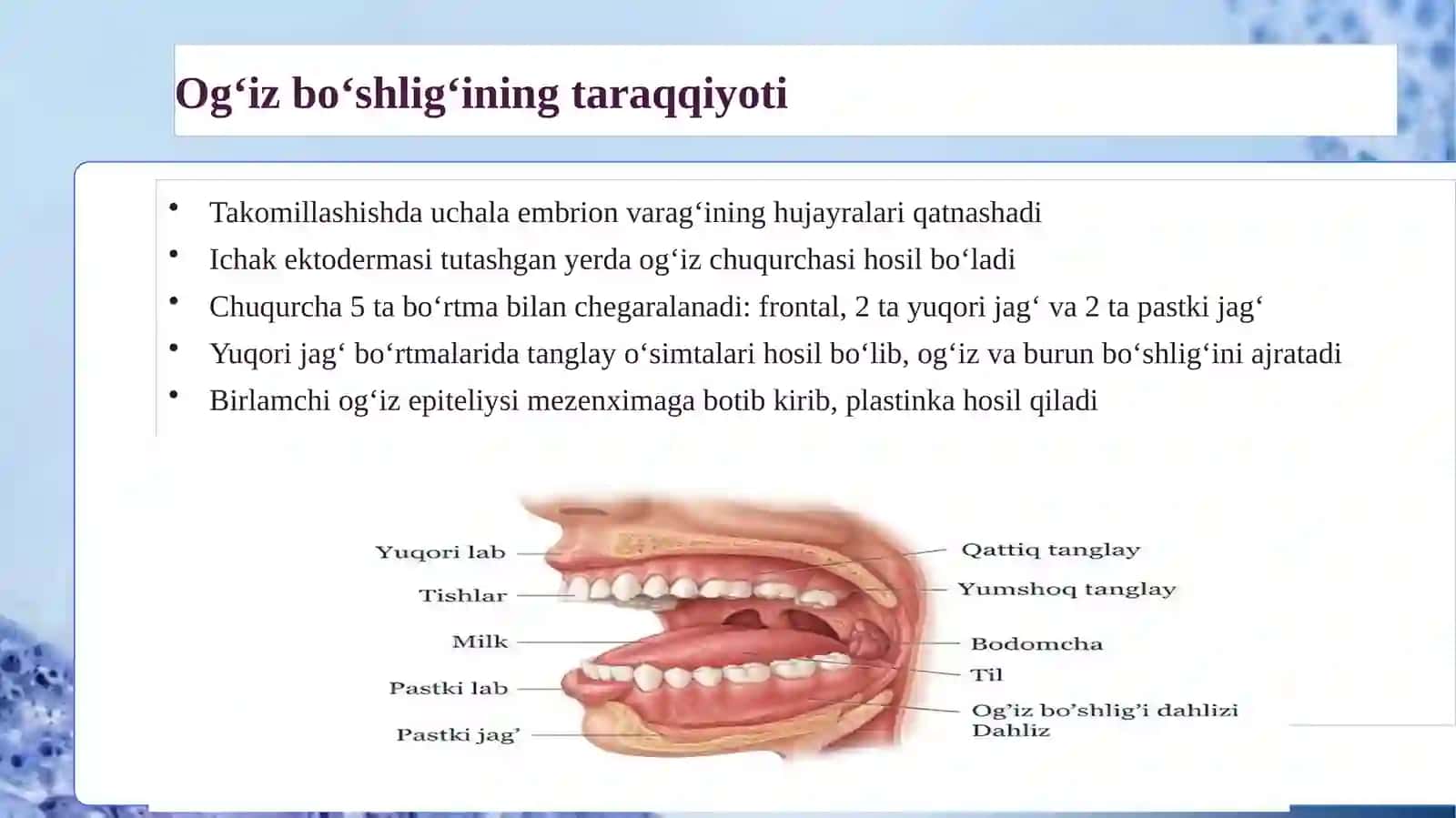 Hazm sistemasining oldingi bo‘lagi 4