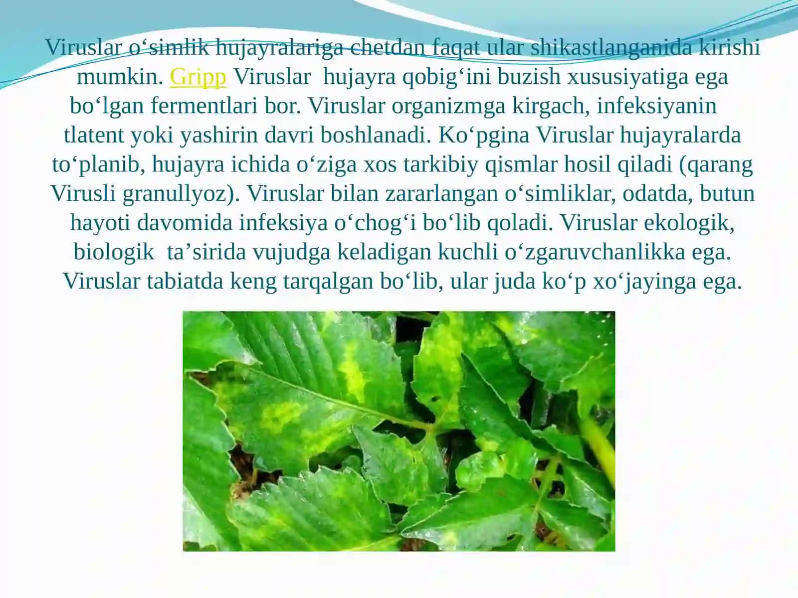 VIRUSLAR STRUKTURASI 4