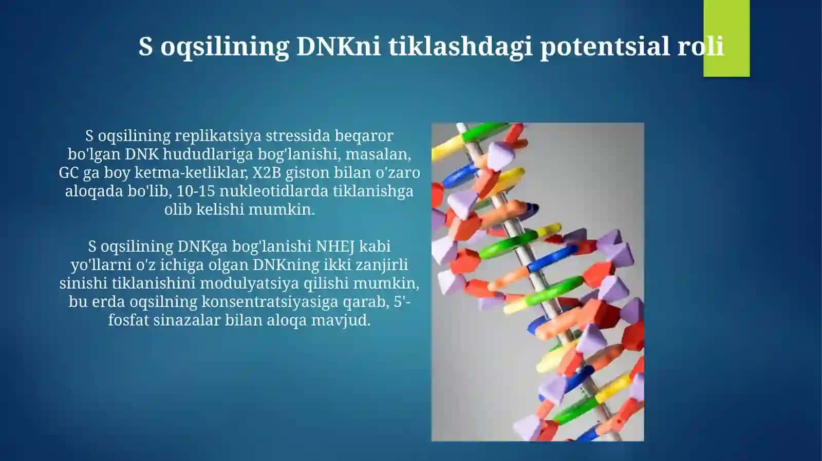 S oqsilining tuzilishi va funksiyasi 4