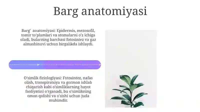 O‘simliklar anatomiyasi va fiziologiyasi 4