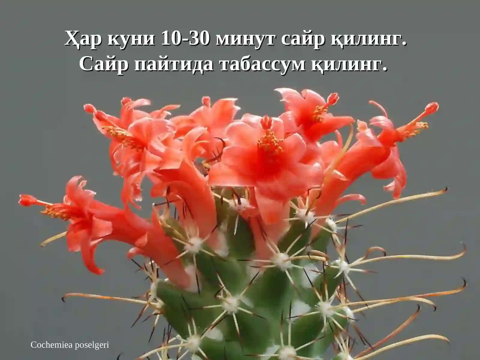 Rebutia poecilantha, Cochemiea poselgeri, Echinocereus pectinatus 4