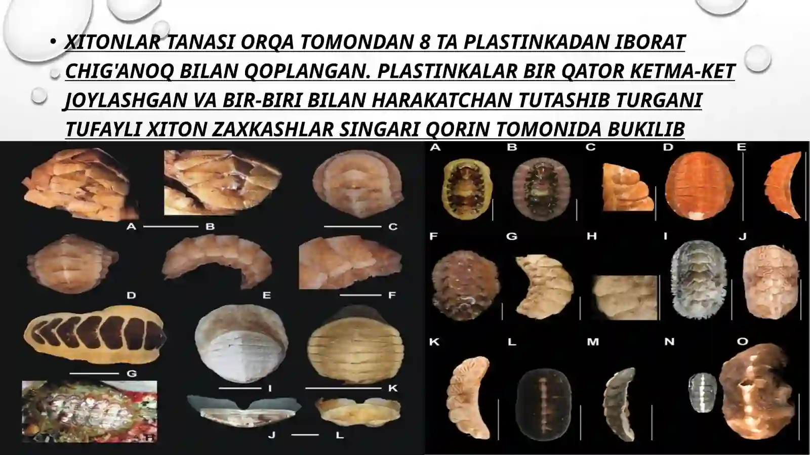 xetonlar (POLYPLACOPHORA) SINFI 4