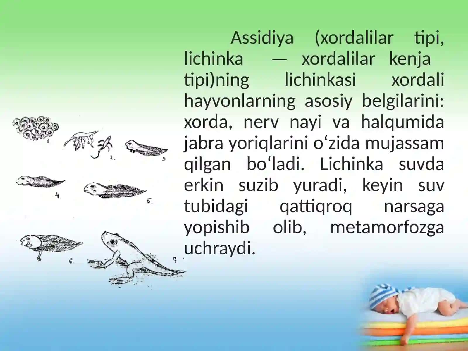 "Postembrional rivojlanish" mavzusida Biologiya fanidan bir soatlik dars ishlanma 4