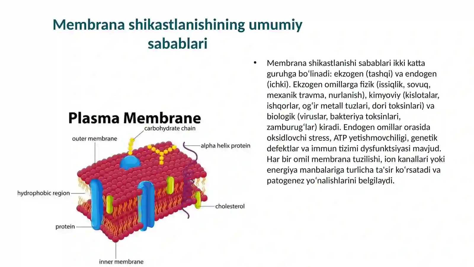 Hujayra membranasi 4