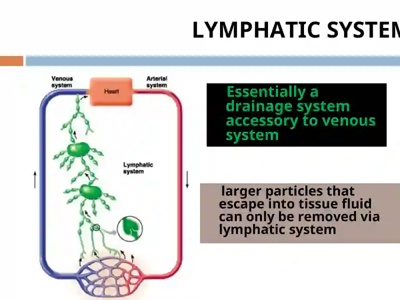 LYMPHATIC SYSTEM 4